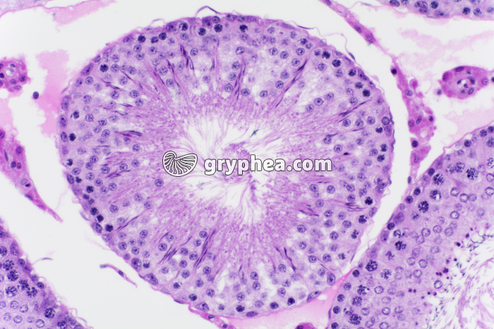 Testicule de Cobaye x100 - gryphea.com